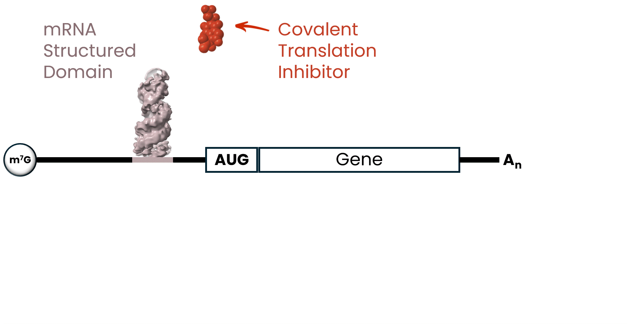 translation inhibition